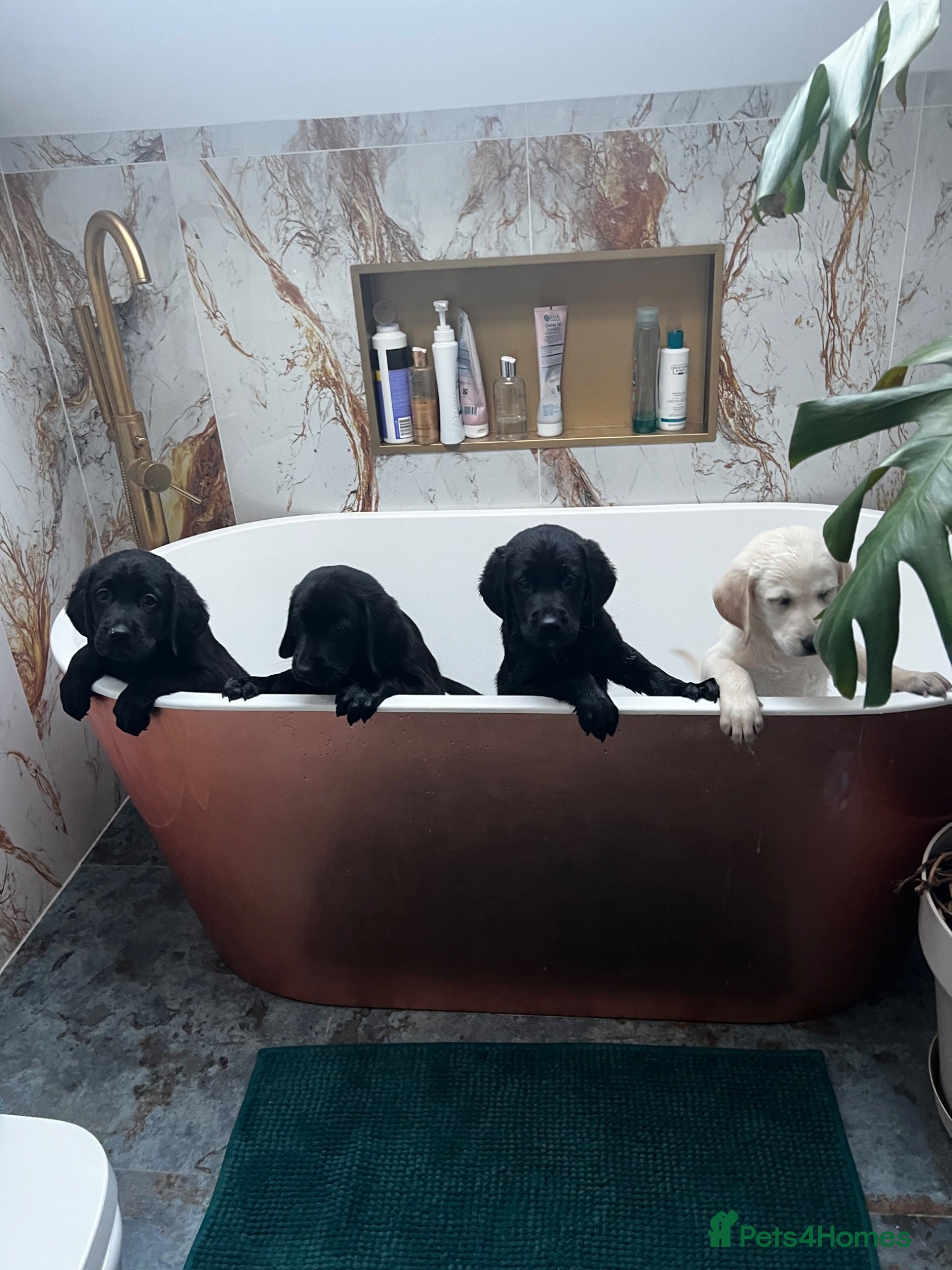 Goldador dogs Goldadors ❤️❤️❤️ - Advert 2