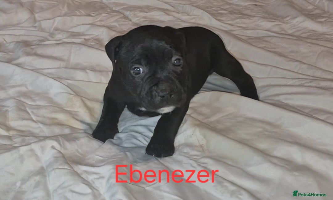 Staffordshire Bull Terrier dogs for sale: Exceptional Staffy Bull Terriers– Valglo Bloodline - Advert 16