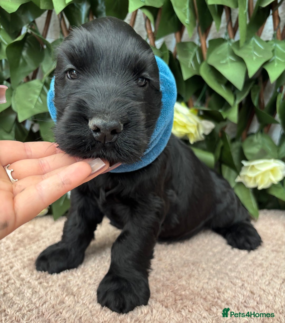 Cocker Spaniel dogs for sale: Last beautiful boy ! import line show cockers - Image 19