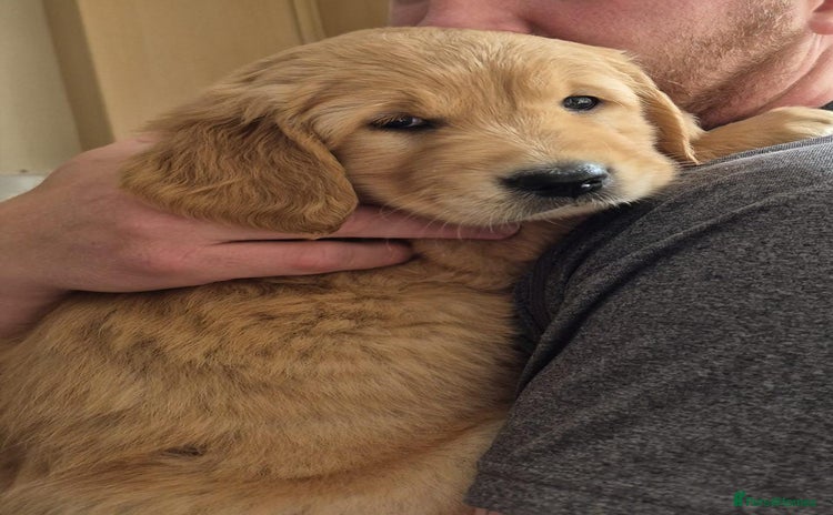 Golden Retriever dogs - Advert 19