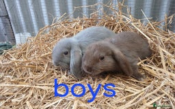 Mini Lop rabbits for sale: Young mini lop bucks - Image 2