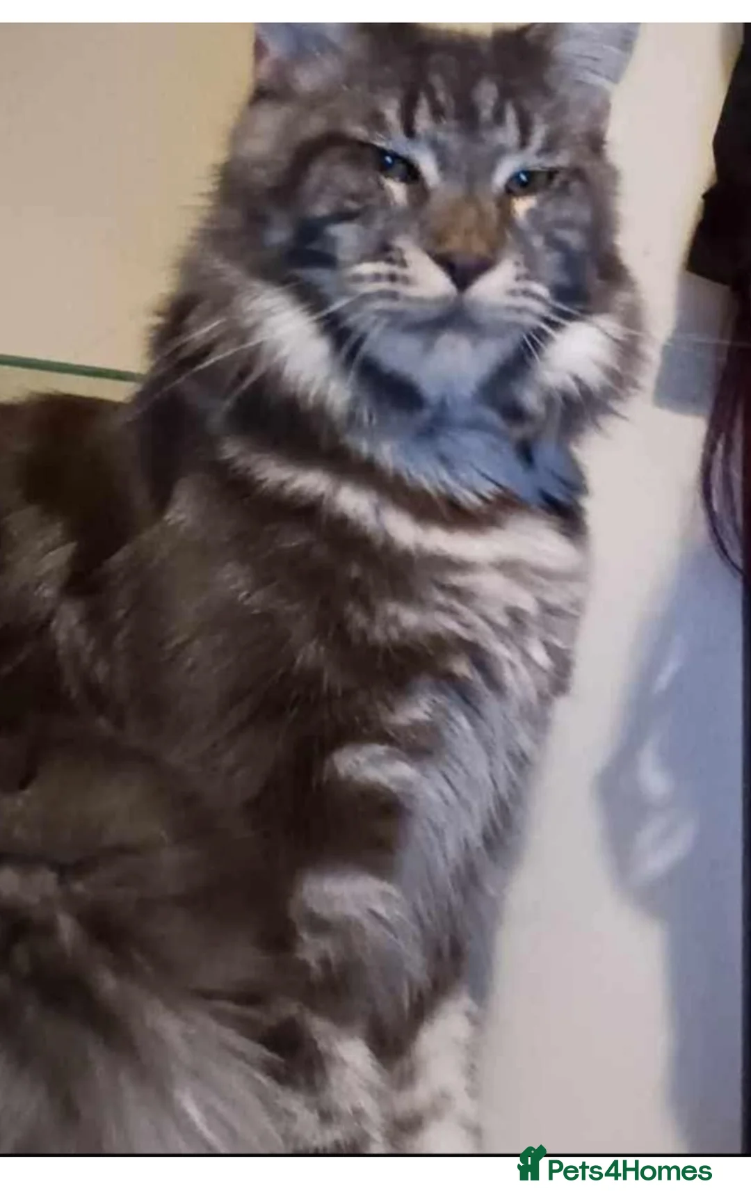 Mixed Breed cats for sale: Half maine coon,kittens for sale  - Advert 5