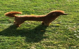 Cockapoo dogs for sale: 🐩🐶STUNNING F1 COCKAPOO PUPPIES🐶🐩 - Image 34