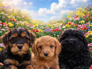 Cockapoo dogs 3 Gorgeous Cockapoo Girls 🐶💕 - Advert 9
