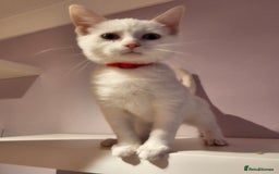 Ragdoll cats for sale: Loving half Ragdolls - Image 8