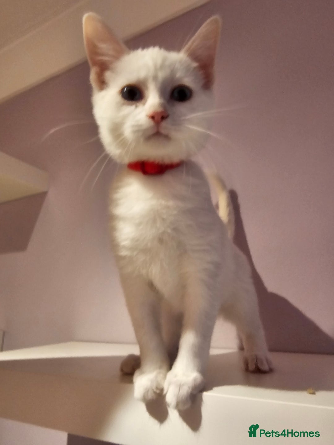 Ragdoll cats for sale: Loving half Ragdolls - Image 8