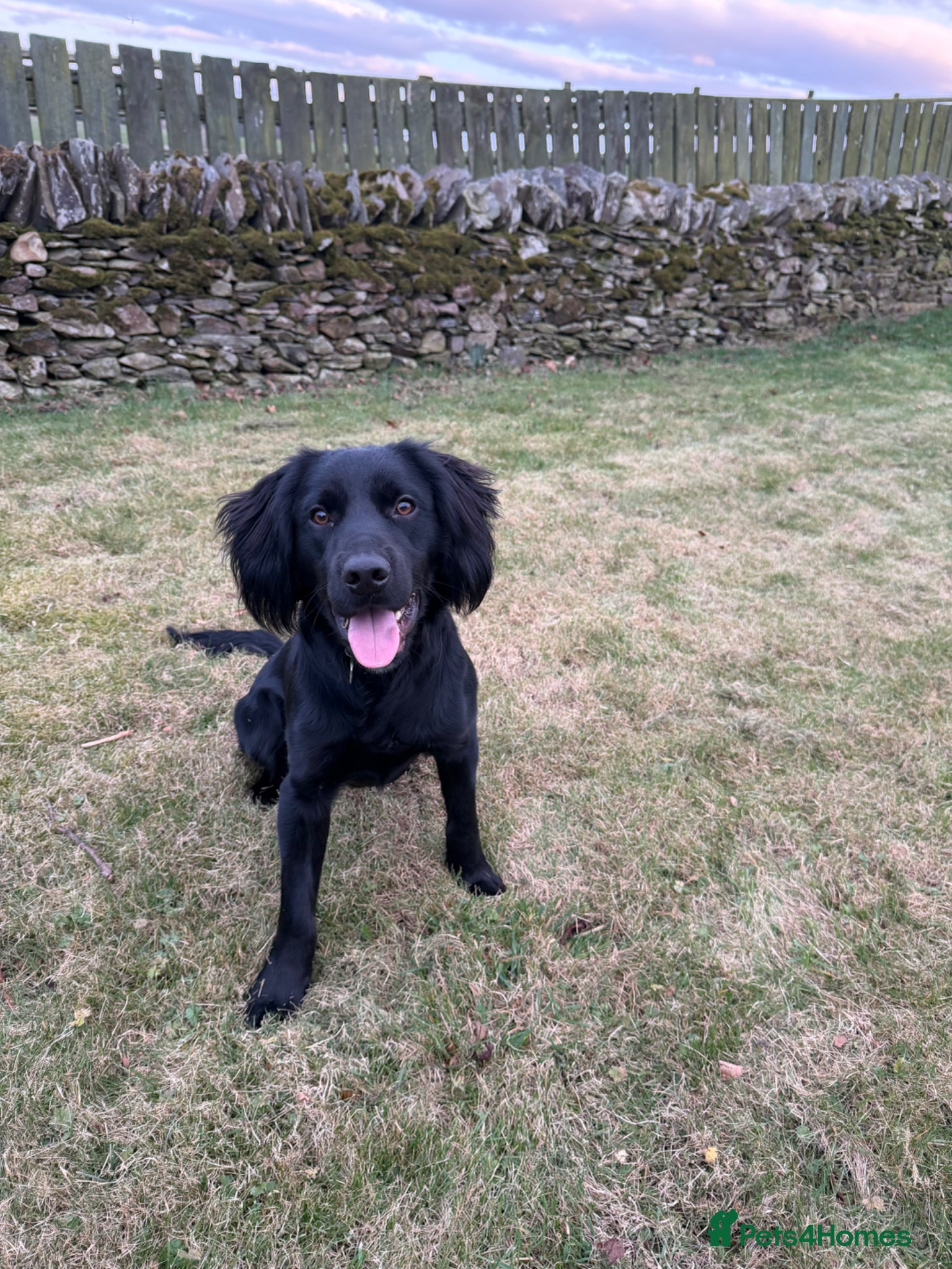 Mixed Breed dogs Bear Cocker x Collie 9 months  - Advert 1