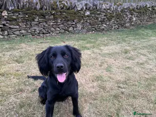 Mixed Breed dogs Bear Cocker x Collie 9 months - Advert 1