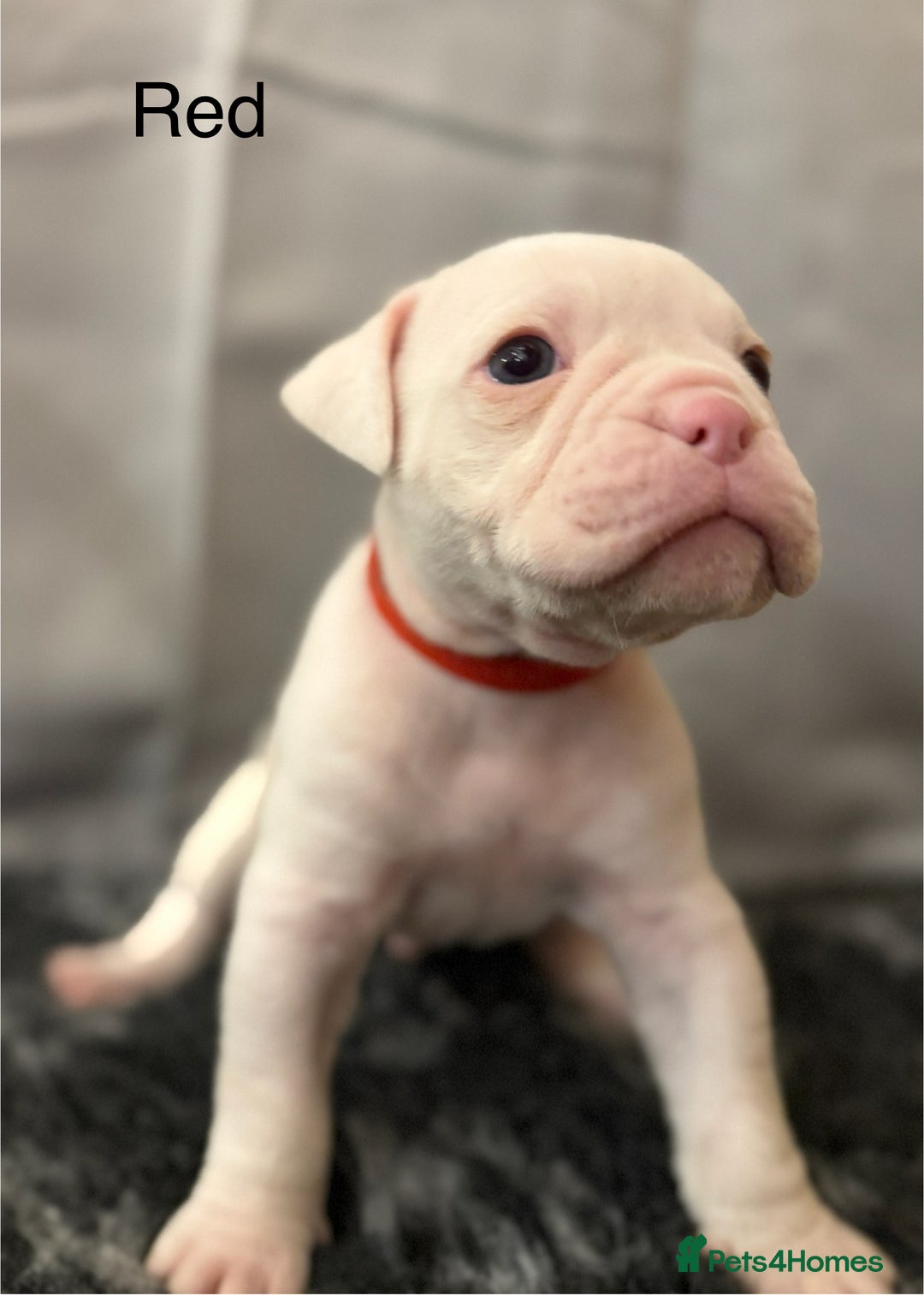 Olde English Bulldogge dogs for sale: 9 Olde English Bulldogge NEBBR registered puppies - Advert 11