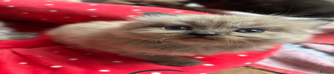 Perdoll Kitten 2