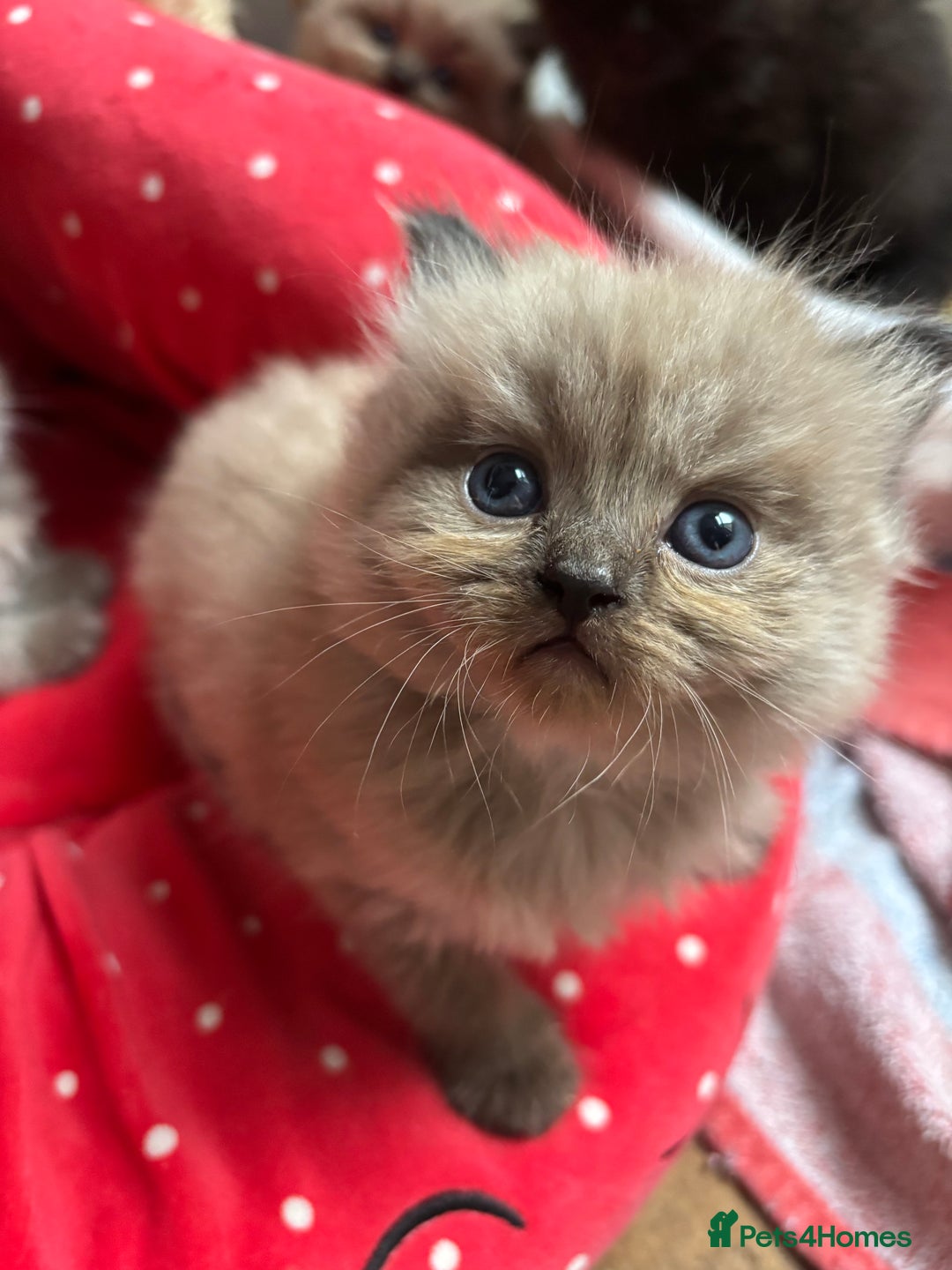 Perdoll cats for sale: Luxury Perdoll Kittens Available To Reserve  - Image 14