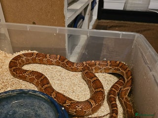Corn Snake reptiles - Advert 1
