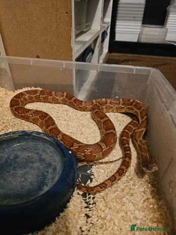 Corn Snake reptiles - Advert 1