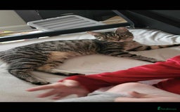 Maine Coon cats for sale: Maincoon kitten  - Image 4