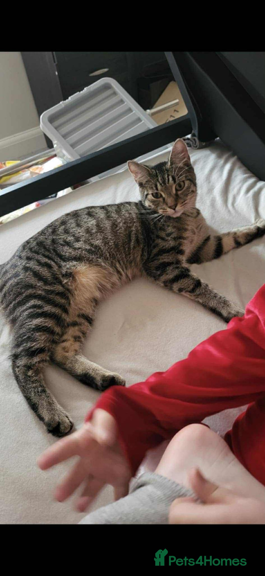 Maine Coon cats for sale: Maincoon kitten  - Image 4