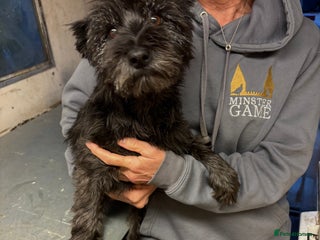 Cairn Terrier dogs - Advert 1