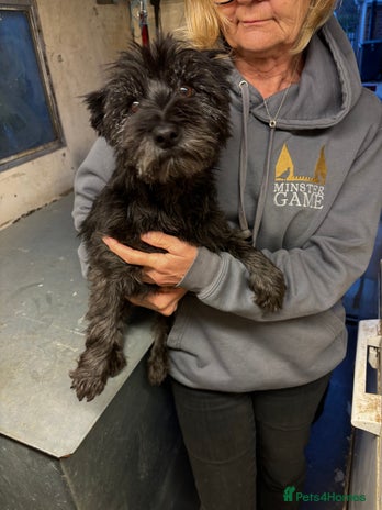 Cairn Terrier dogs - Advert 1