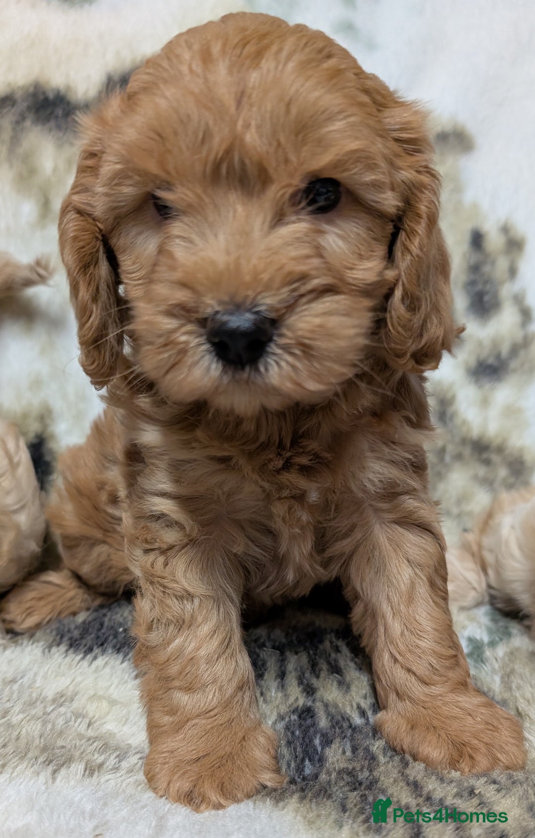 Cockapoo dogs for sale: Beautiful F1 Cockapoo puppies DNA clear - Image 11