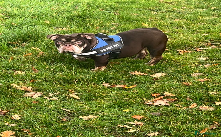 English Bulldog dogs English bulldog for sale   - Advert 1