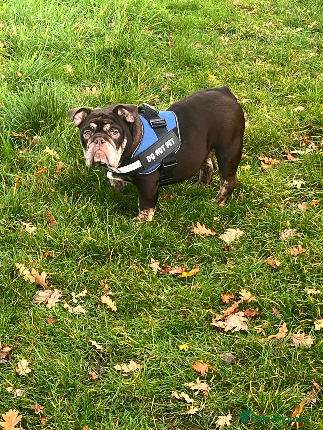 English Bulldog dogs for sale: English bulldog for sale   - Advert 1