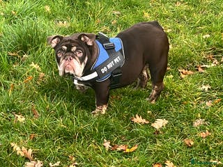 English Bulldog dogs English bulldog for sale - Advert 11