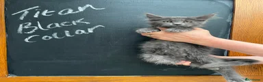 Maine Coon Kitten 3