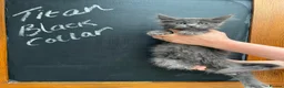 Maine Coon cats for sale: Outstanding Maine Coon Kittens - Advert 11