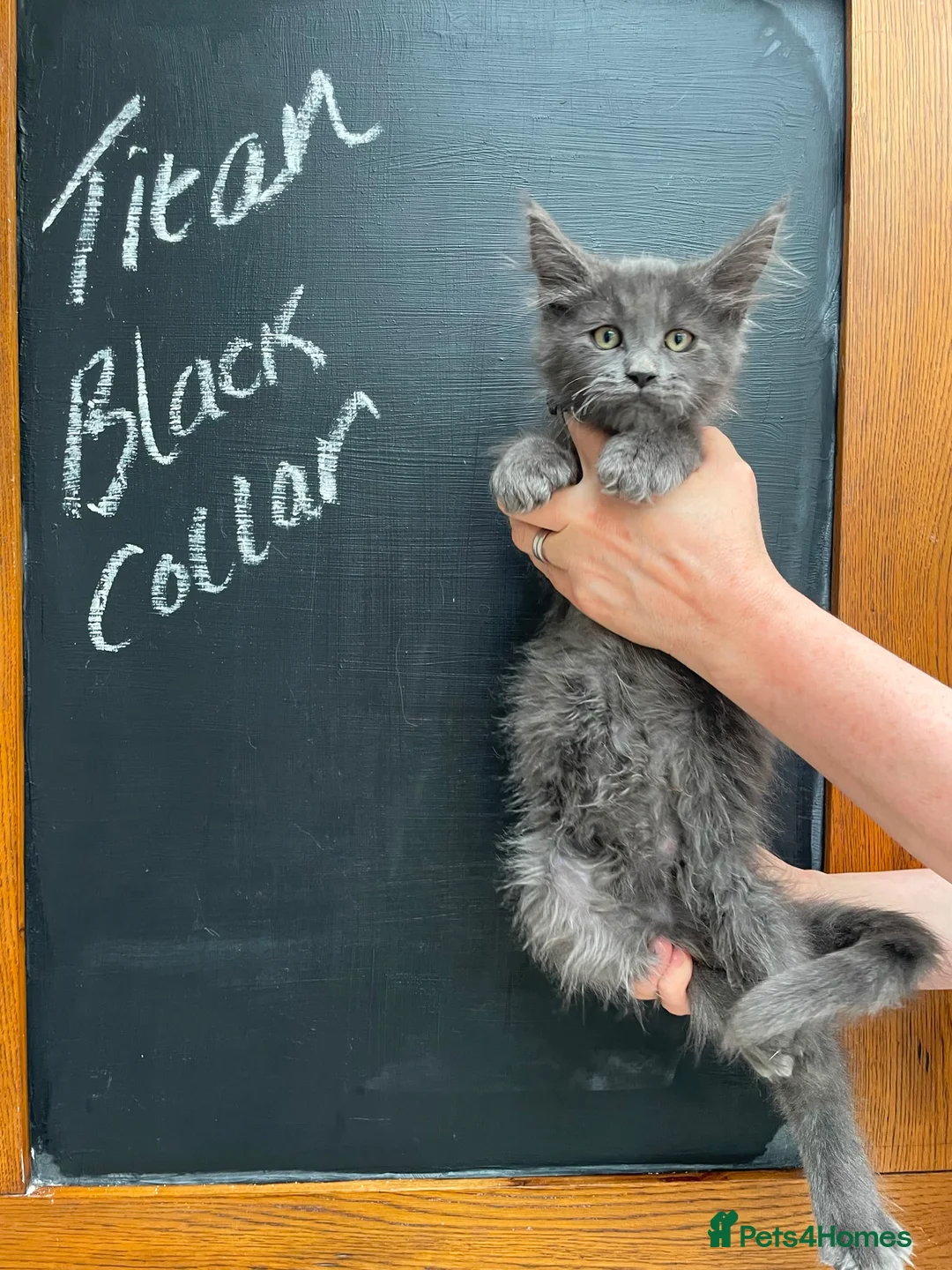 Maine Coon cats for sale: Outstanding Maine Coon Kittens - Advert 11