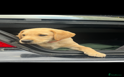 Labrador Retriever dogs for sale: Working background Labrador pups - Image 3