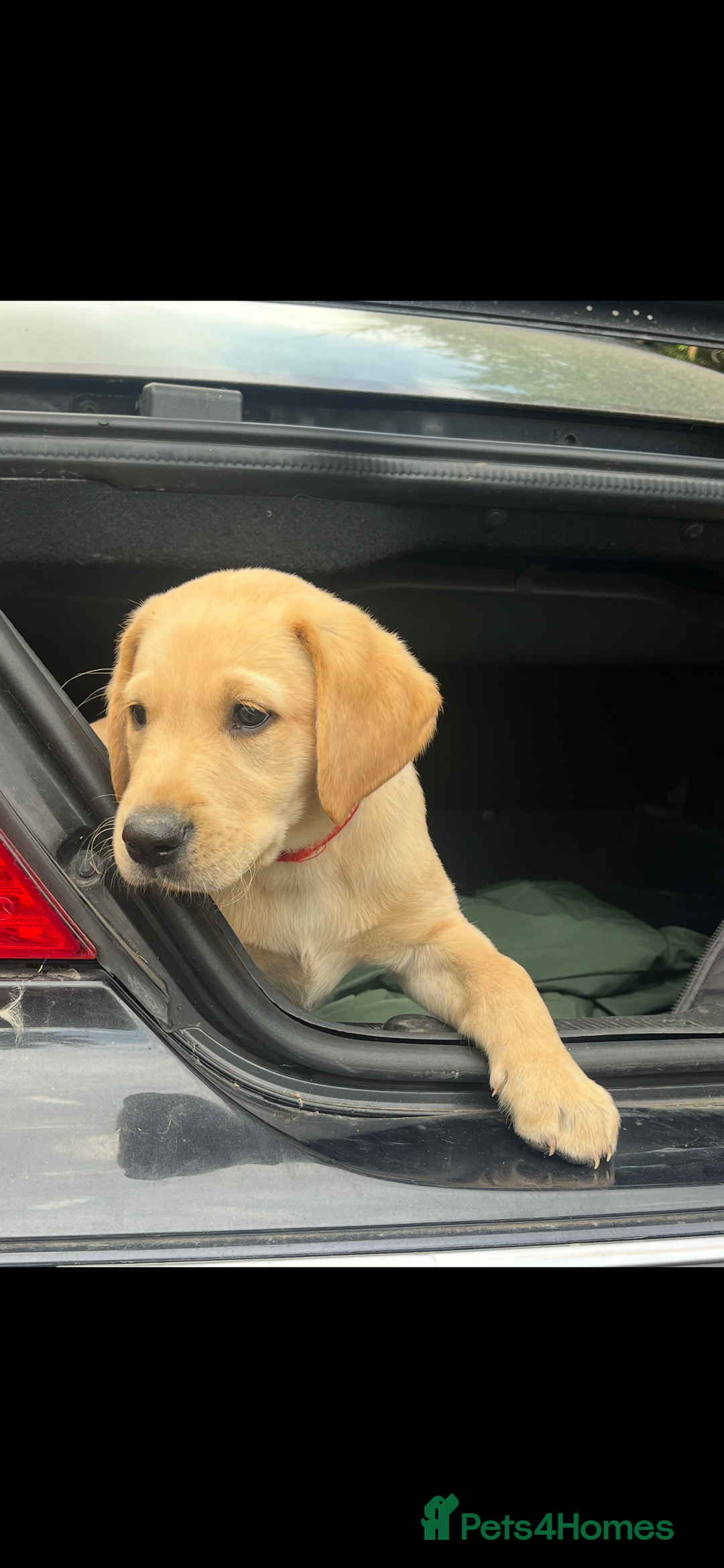 Labrador Retriever dogs for sale: Working background Labrador pups - Image 3