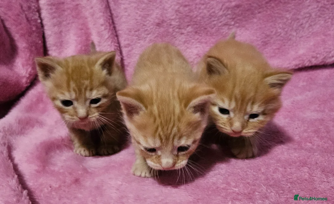 Mixed Breed cats for sale: Persain X Domestic Available  - Advert 2