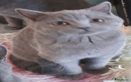 British Shorthair cats for sale: Beautiful Pedigree British short-haired kittens  - Image 2