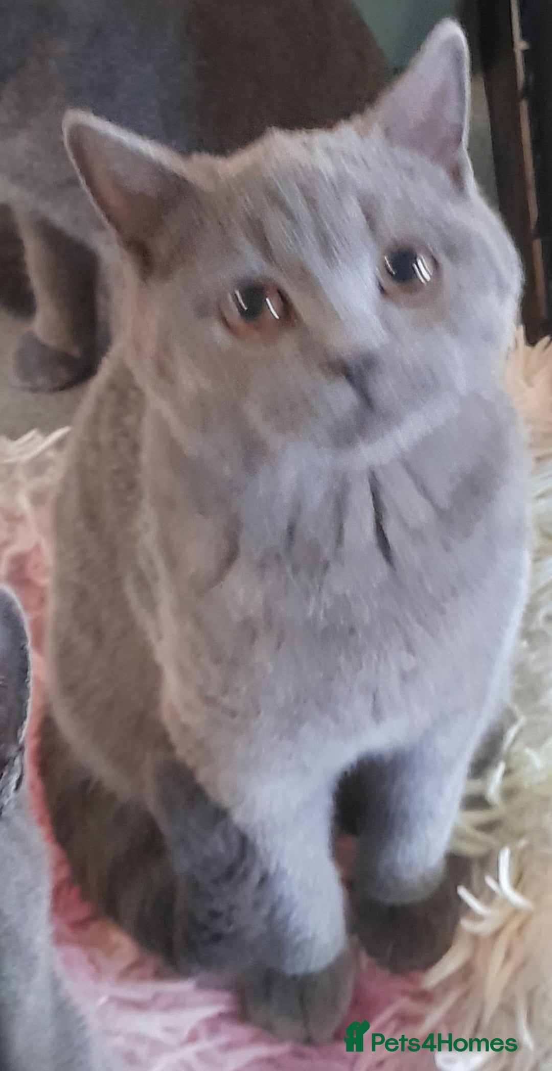 British Shorthair cats for sale: Beautiful Pedigree British short-haired kittens  - Image 2