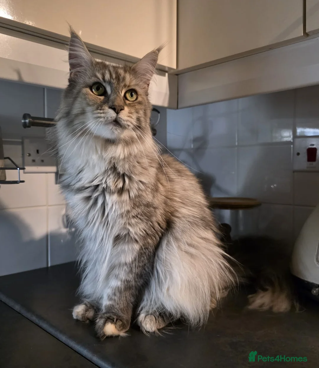 Maine Coon cats for sale: BEAUTIFUL MAINE COON KITTENS - Advert 2