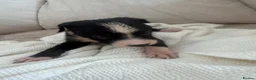 Mixed Breed dogs for sale: Bull hound puppies in London - Advert 21