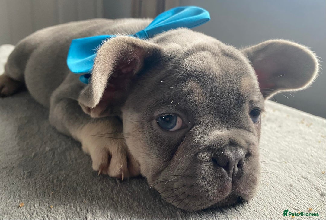 French Bulldog dogs for sale: French bulldog  puppies - Image 15