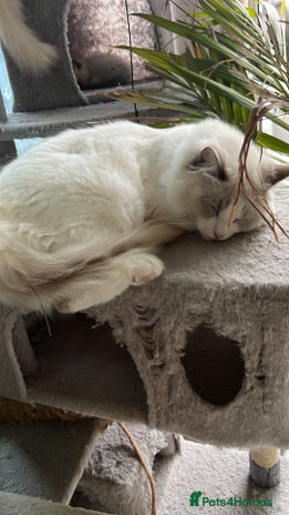 Ragdoll cats Lilac bicolour and mitted Ragdolls - Advert 14