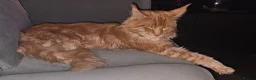 Maine Coon cats for sale: MAINE COON 1 boy & 2 girls.UNUSUAL & STUNNING&  - Advert 14