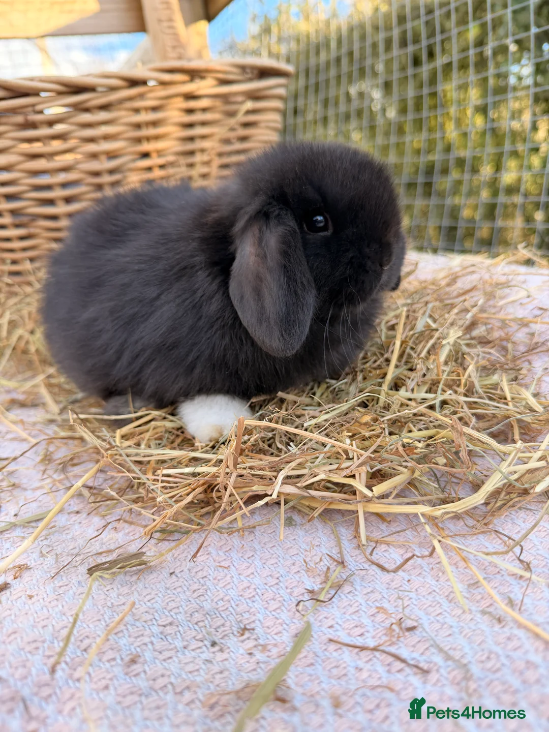 Mini Lop rabbits for sale: New babies available!! Gorgeous mini Lop babies  - Advert 2