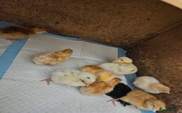 Chickens poultry for sale: Chicks various breeds silkies gold Orpington etc - Image 2
