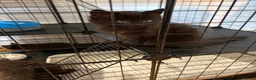 Mixed Breed cats for sale: BSH x Bombay kittens  - Advert 5