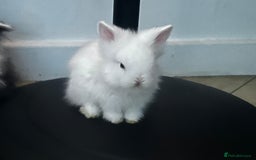 Lionhead rabbits for sale: Double-Maned Lionhead’s for sale 🐰❤️ - Image 8