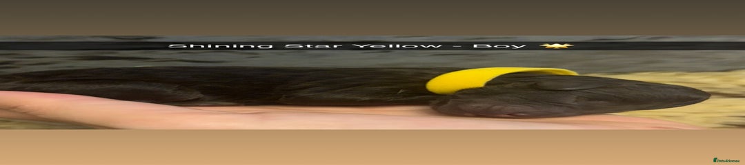 Shining Star Yellow