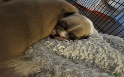 French Bulldog dogs for sale: 3 female french bulldog puppies - Image 3