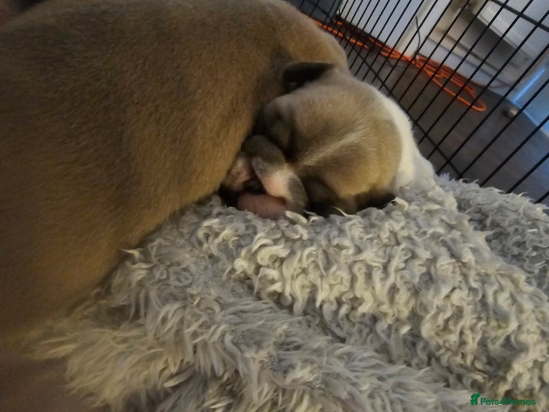 French Bulldog dogs for sale: 3 female french bulldog puppies - Image 3