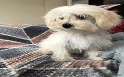 Maltipoo dogs for sale: maltipoo puppies for sale  - Image 2