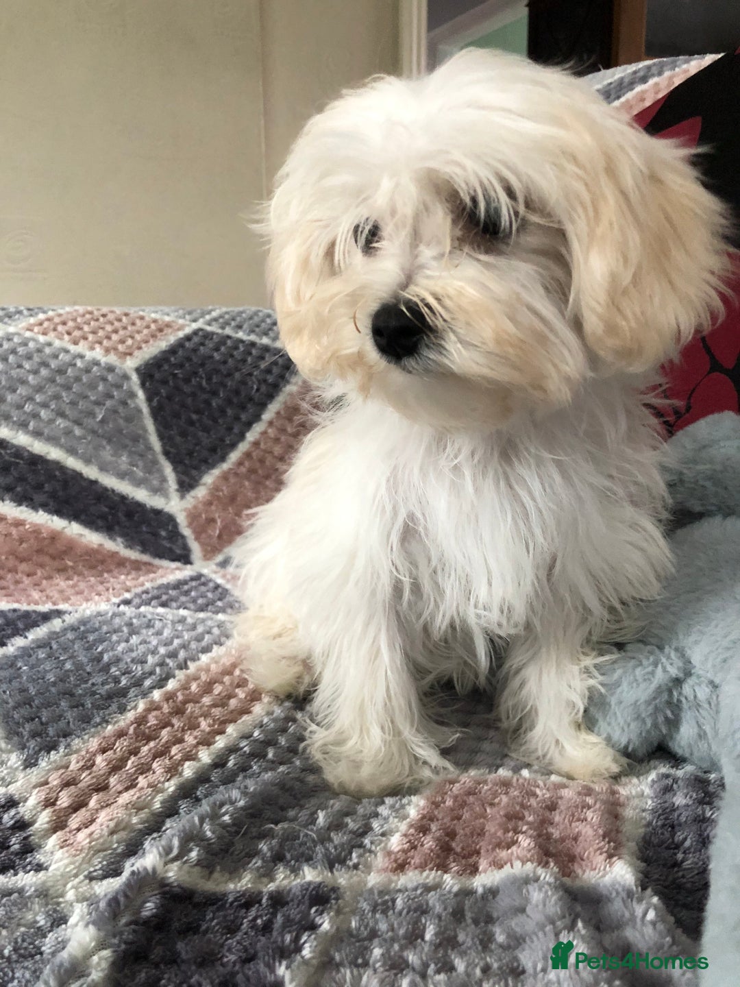 Maltipoo dogs for sale: maltipoo puppies for sale  - Image 2