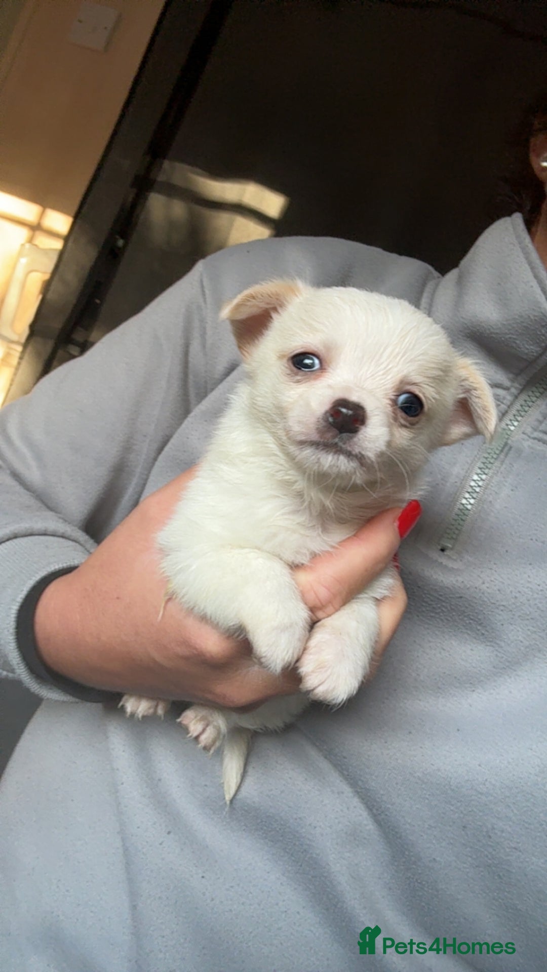 Chihuahua dogs for sale: lovely litter full breed chihuahua puppies - Advert 5