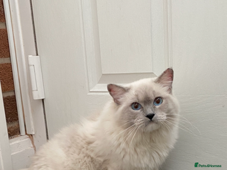 Ragdoll cats - Advert 33