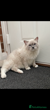 Ragdoll cats - Advert 13